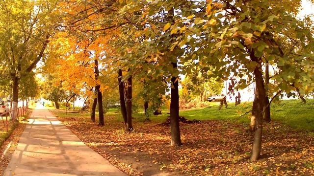 Юрьев Польский - У берёз и сосен