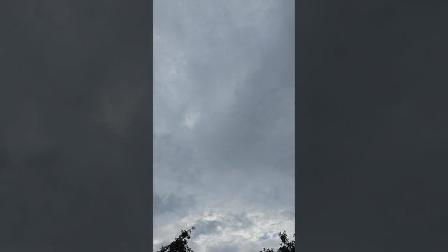 Голуби сами снялись и пошли...