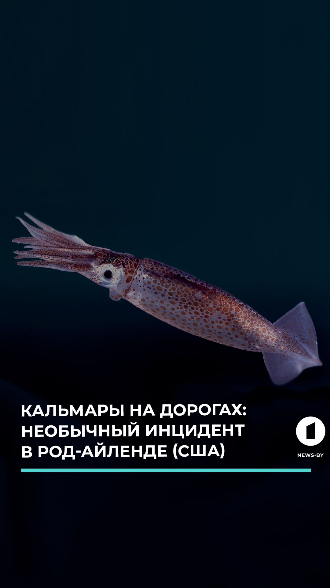 В США перевернулся грузовик с кальмарами и тысячи головоногих оказались на проезжей части