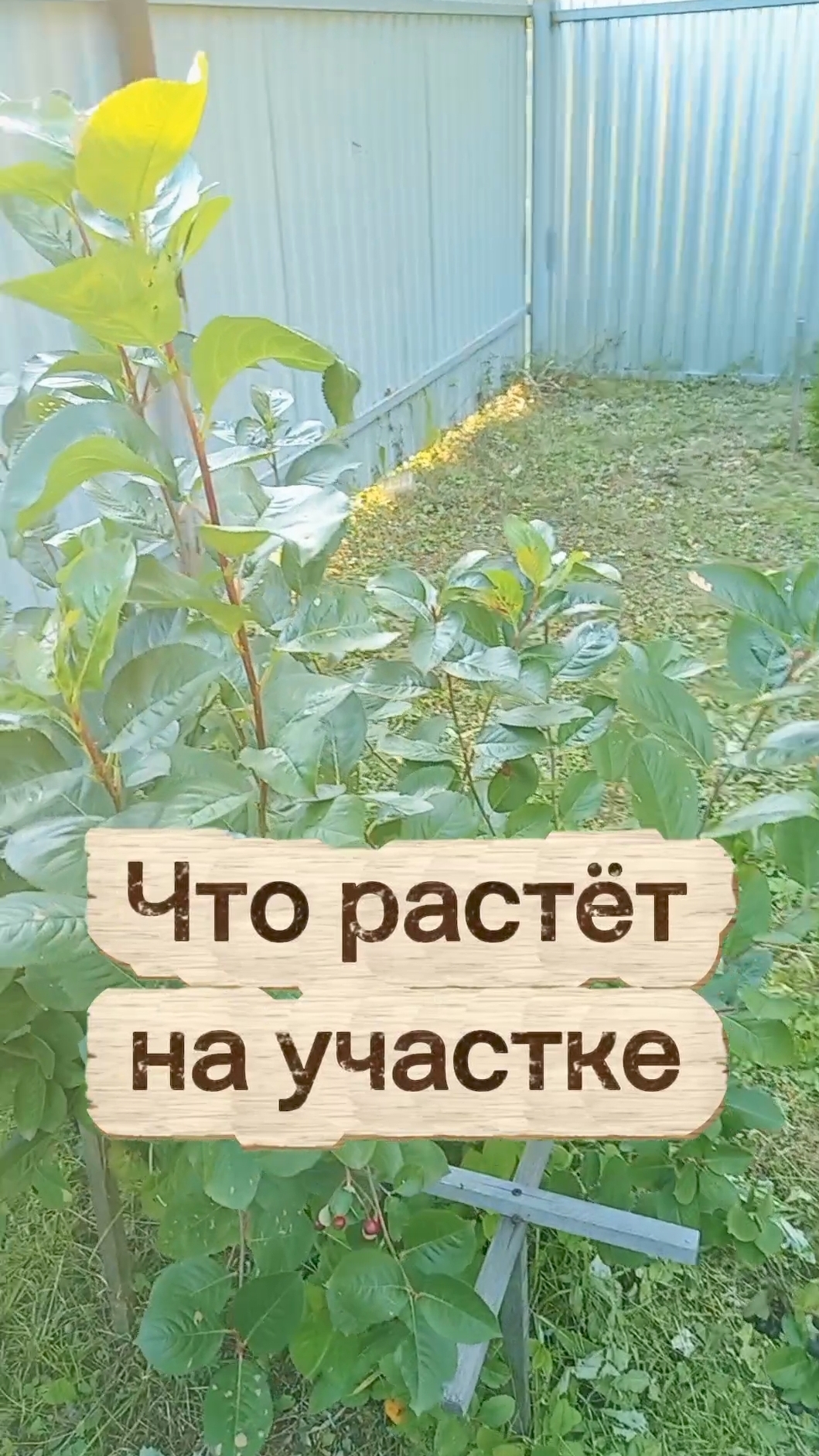 Как подрасла черноплодная рябина, туи