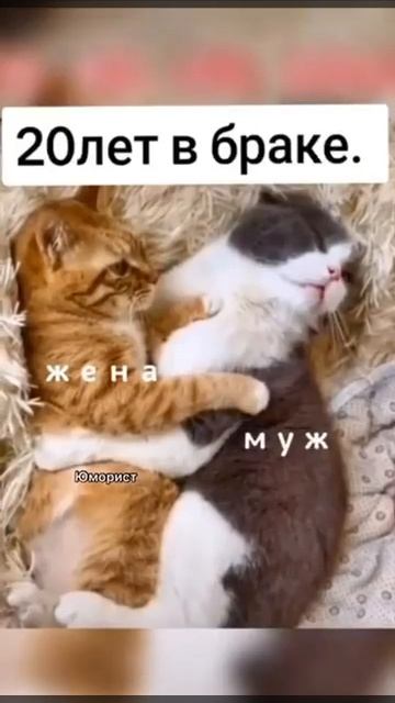 жиза