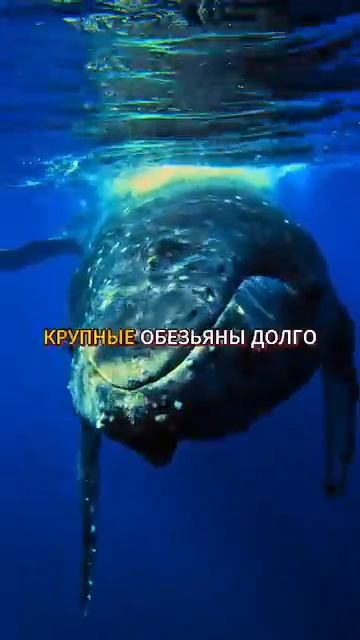 Почему человек живет всего 100 лет. Михаил Никитин
