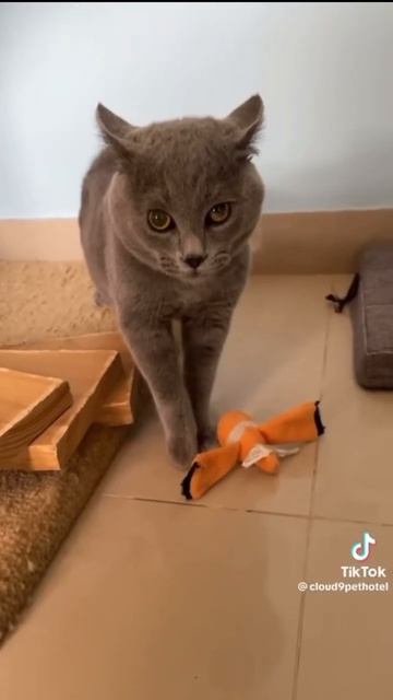 кот поёт