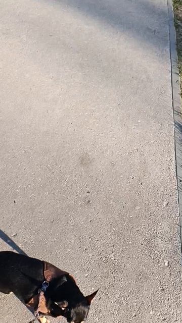 Май гуляем 🐕🐕