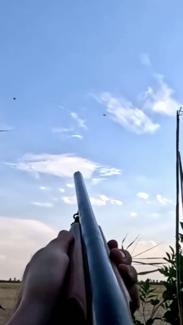 Охота на Вяхиря