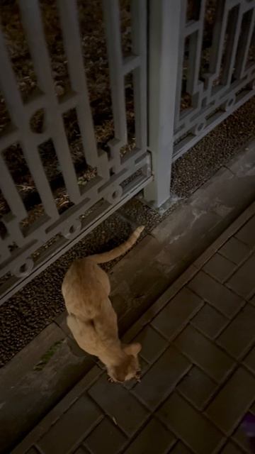 Котейки на набережной Анапы 15 августа 26 года