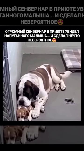 Ничего милее вы сегодня уже не увидите Подписываемся 