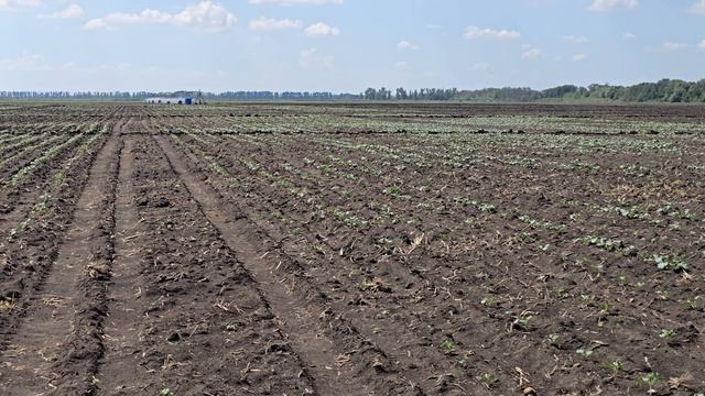 Брокколи и цветная капусты на верхнем поливе схема посадки. Краснодарский край август 2026г.