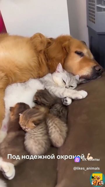 А рядом охрана!!!