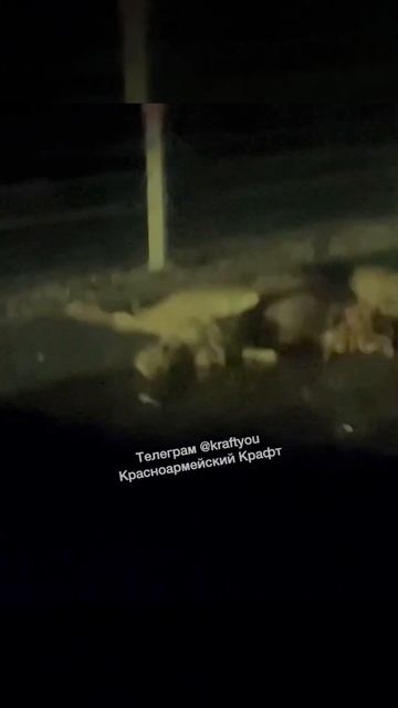 В Мытищах сбили лося