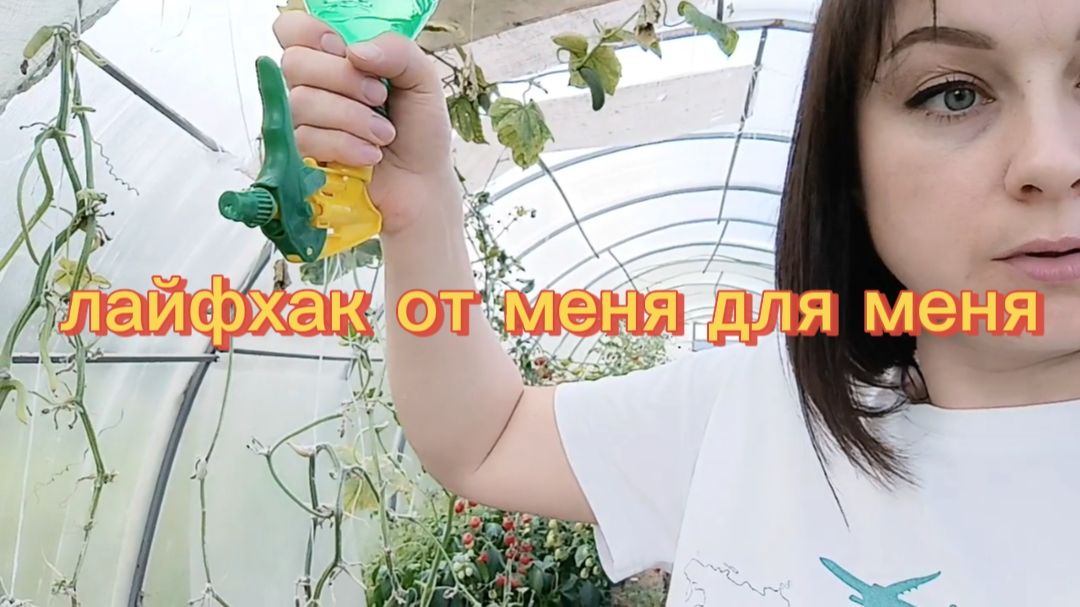 Август-теплица, подсолнухи в шапочках, груша удивила,