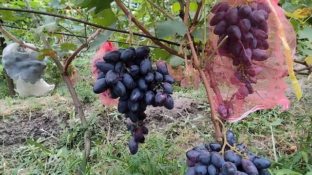 55-Т-3 и 51-А-3 Номерные формы Калугина В.М.