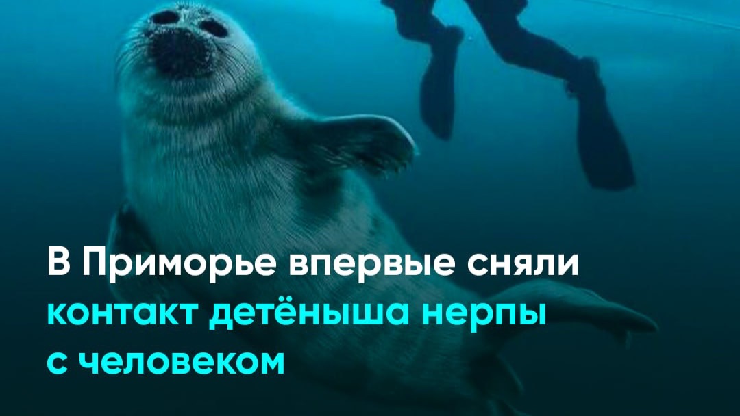 В Приморье впервые сняли контакт детеныша нерпы с человеком