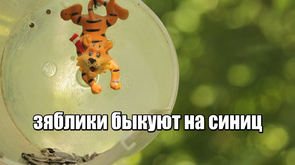 ЗЯБЛИКИ БЫКУЮТ на СИНИЦ