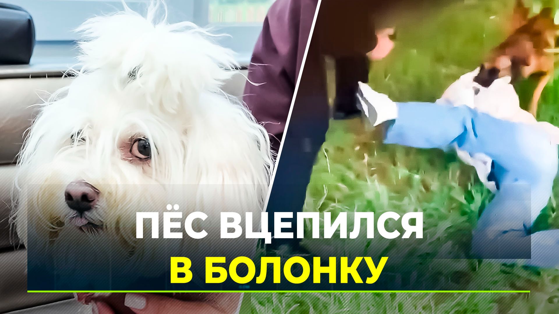 Полицейский отбил маленькую собаку от разъярённого пса