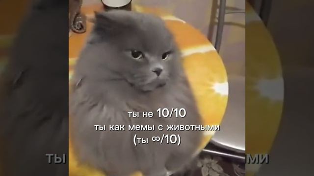 мем собаки