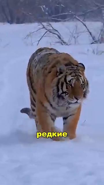 Какой кот самый большой в мире???😁👆
