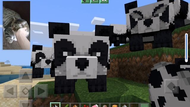Панда и машка🐼😺