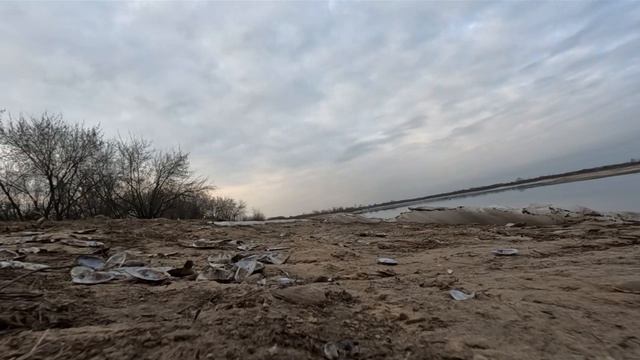 красивые ракушки около речки