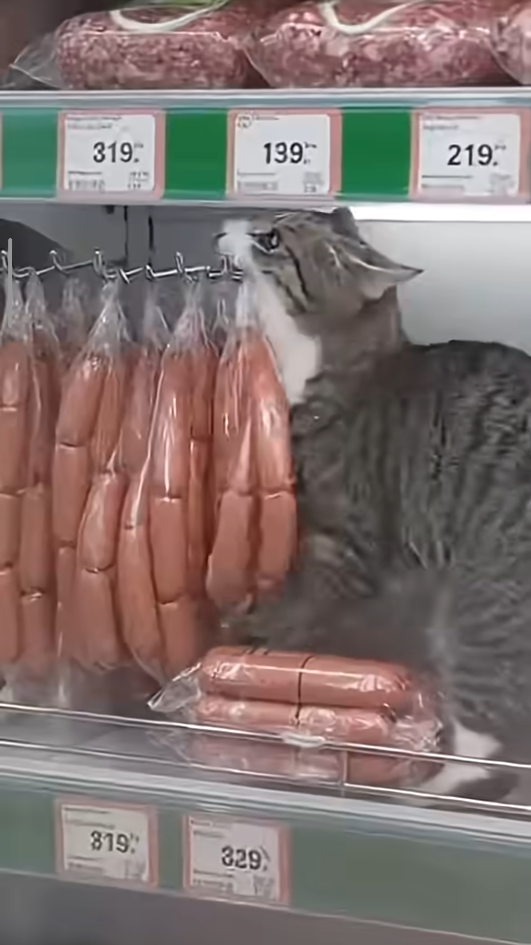 Кот крадет  колбасу