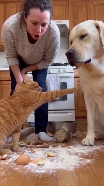 Кот и собака ситуация