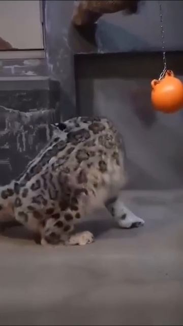 Обалденный хвост! С таким и денег не нать!