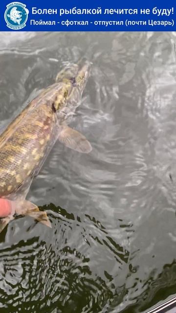 Поймал - сфоткал - отпустил (почти Цезарь) #рыбалка #fishing