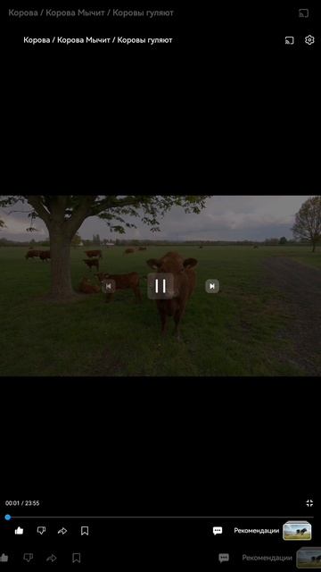 Мука ПШЕНИЧНАЯ от коровы 🐄