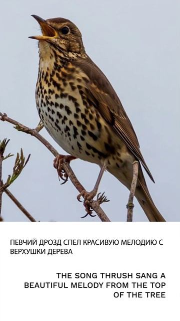 Дрозд