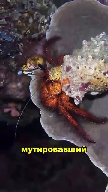 Самые большие  ракообразные 😳🧐🤔