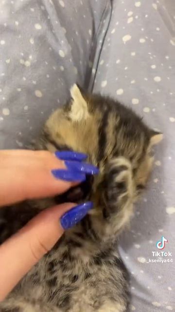 Мими котик