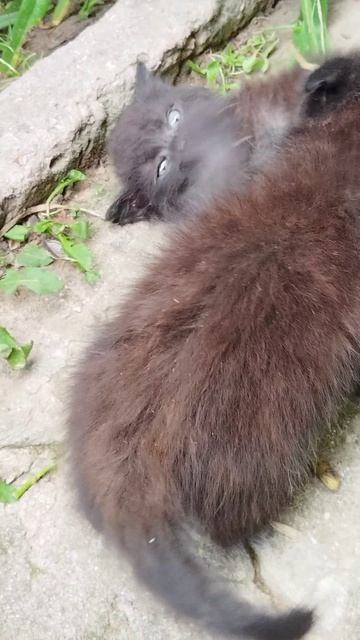 Милые котята, прикольные котята, весёлые котята,