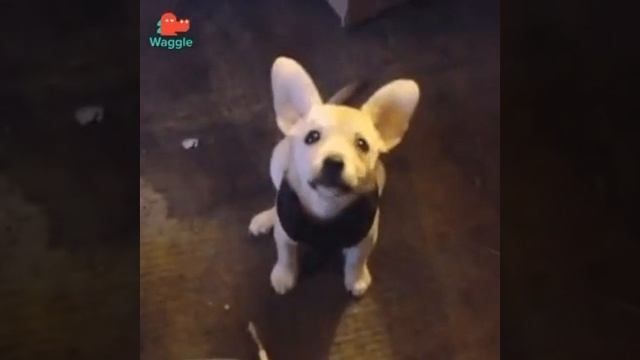 Ушки на макушке 😊))