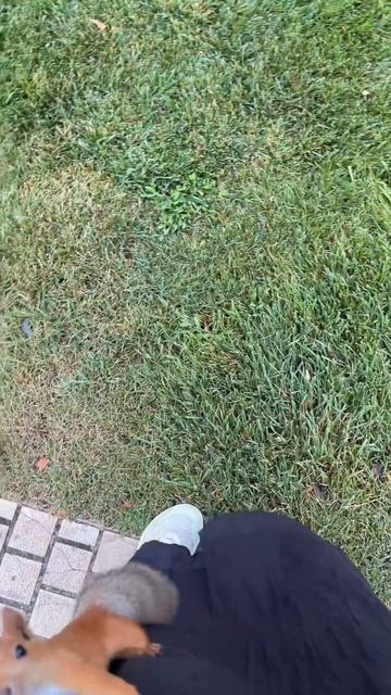 Нашествие белок в парке Галицкого
