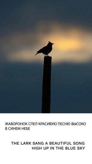 Жаворонок