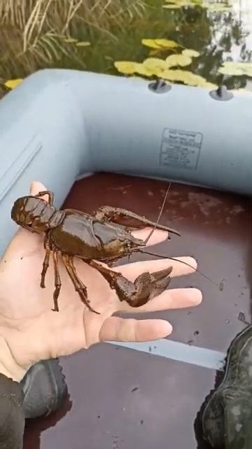 Широкопалый Рак!