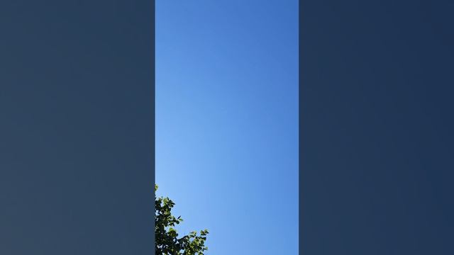 30.07.26 полёты Бакинских голубей.