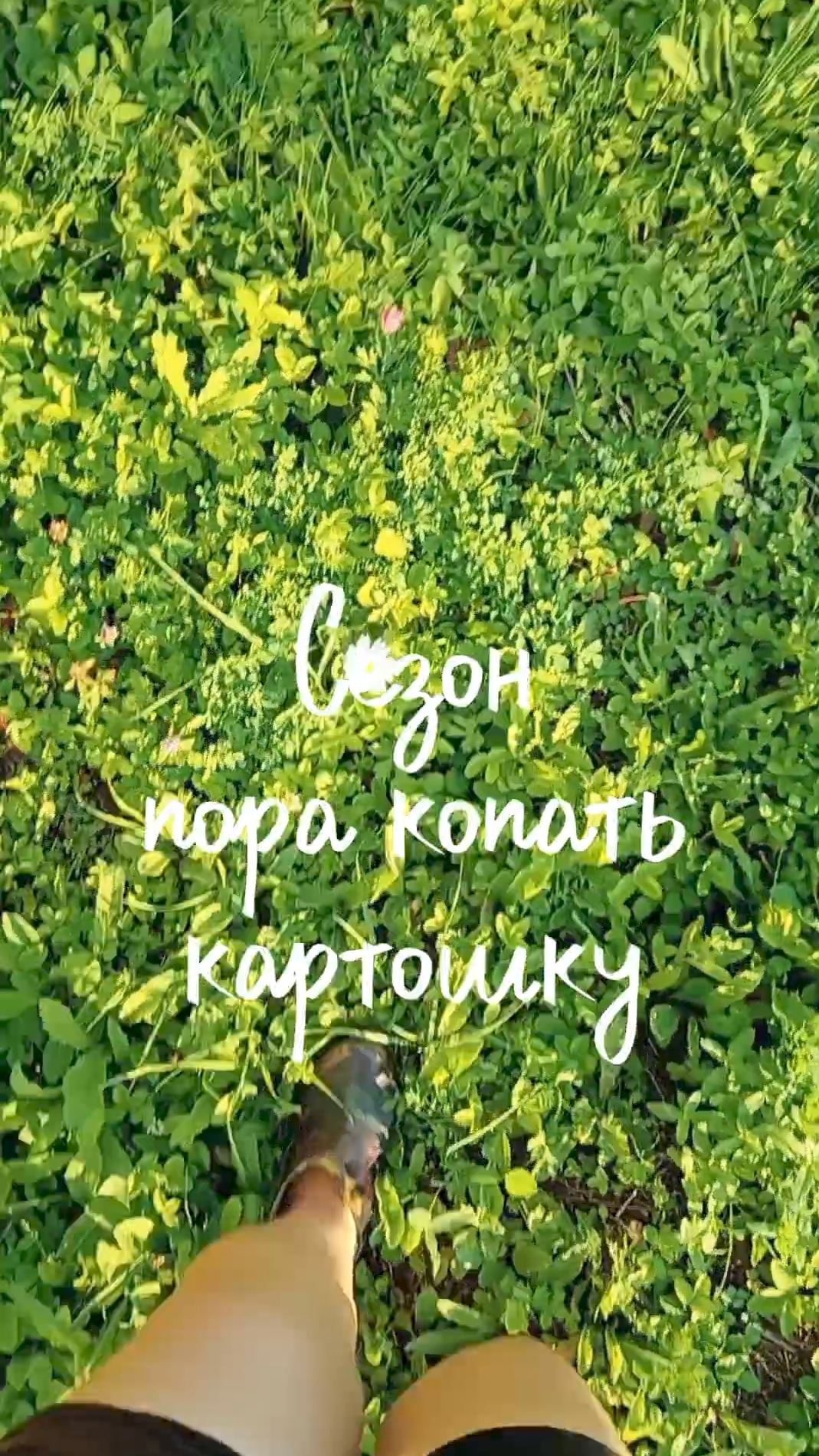 Сезон картошки/копаю картошку/мама косит траву
