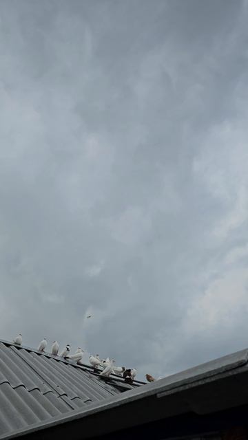 Мраморный голубь