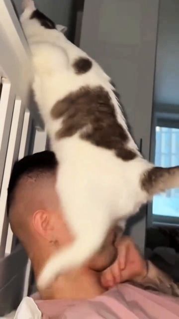 Милые котики