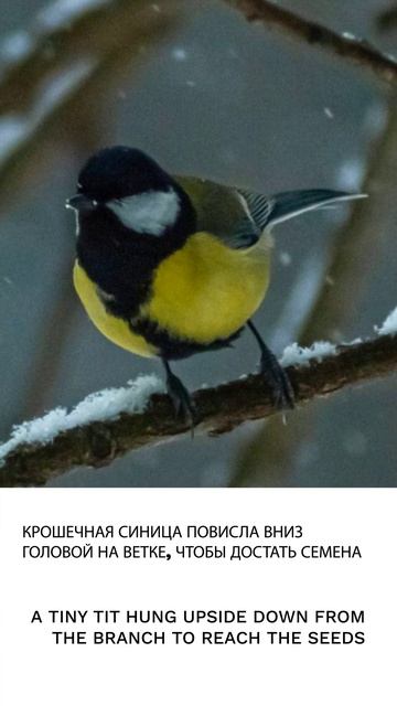 Синица
