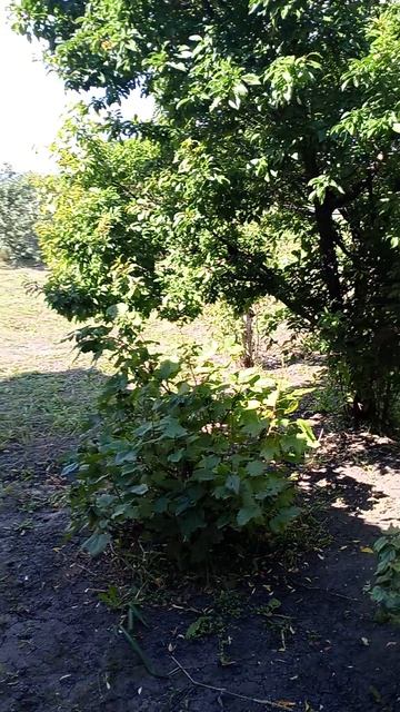 мой трудовой день в деревне