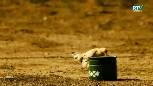 CHOPON BILAN SUHBAT ODAMLAR (с канала 