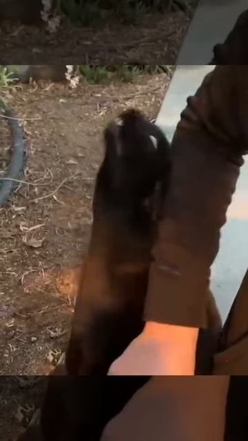 Более эмоциональную кошку вы не увидите 😂