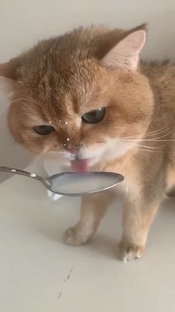 кот пьёт молоко