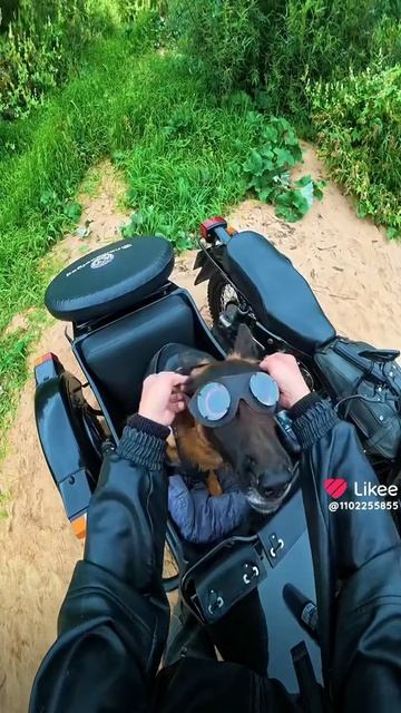 Мем Пёсиль