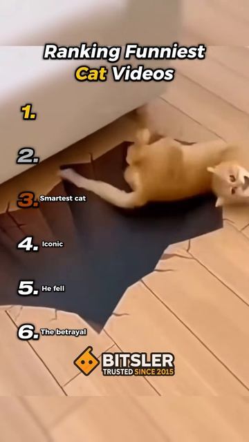 Смешные моменты с котиками