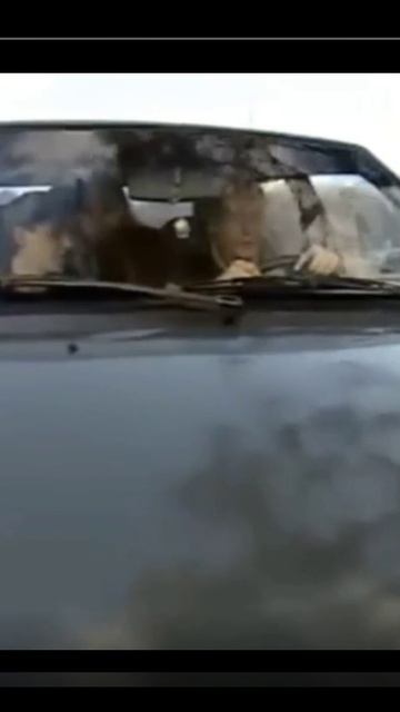 Пойдем поговорим про кукушенка.