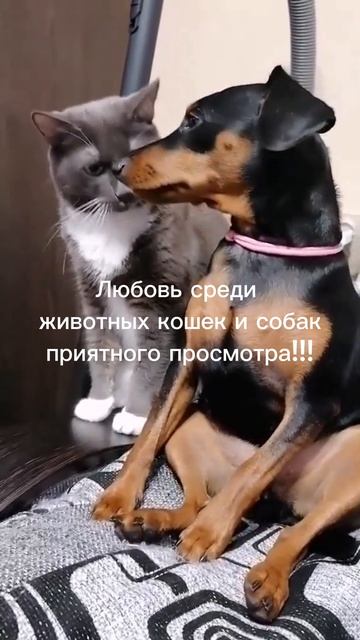 Подборки животных кошек и собак
приятного просмотра!!!