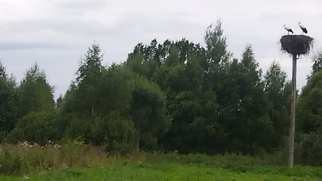 Аисты в августе